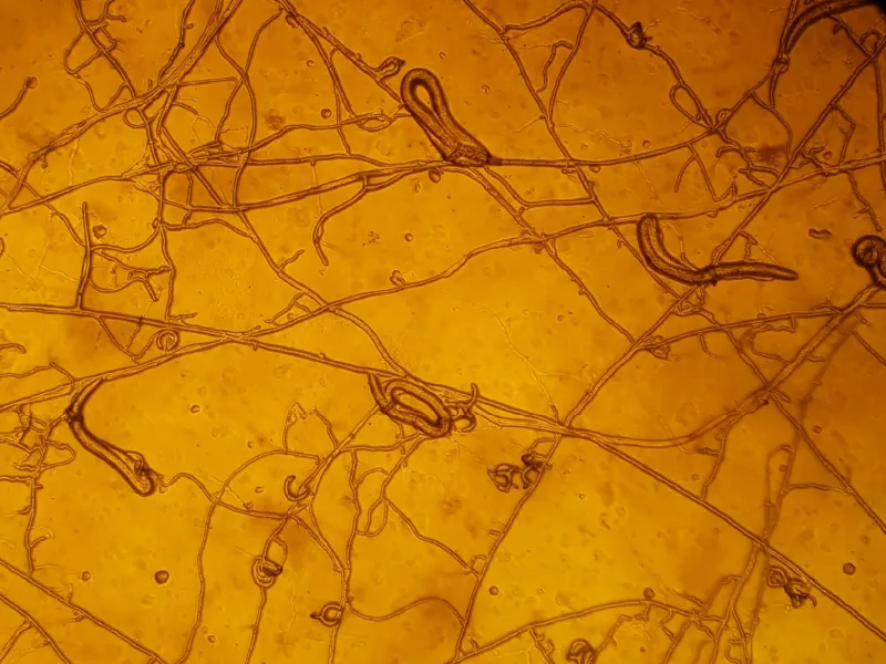 Control biológico de nematodos